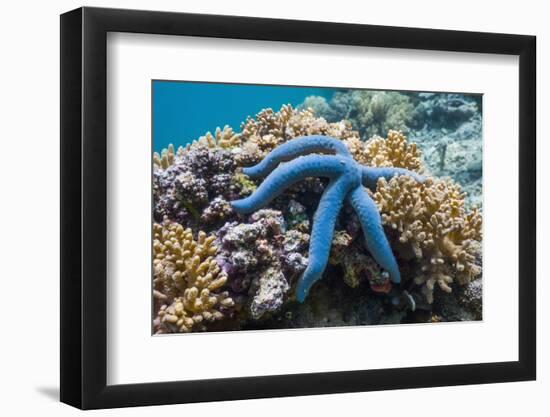 Blue Starfish (Linckia Laevigata) Malaysia-Georgette Douwma-Framed Photographic Print