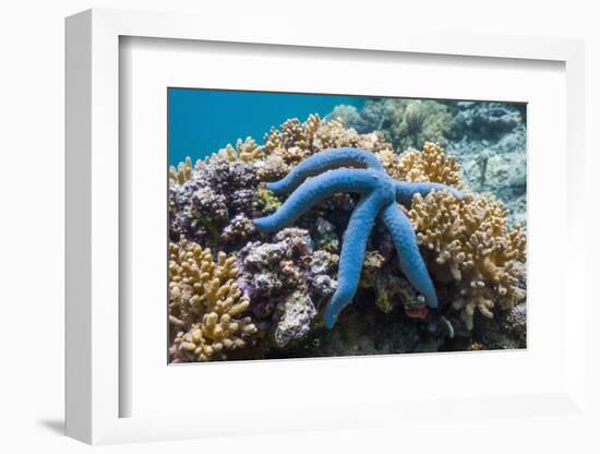 Blue Starfish (Linckia Laevigata) Malaysia-Georgette Douwma-Framed Photographic Print