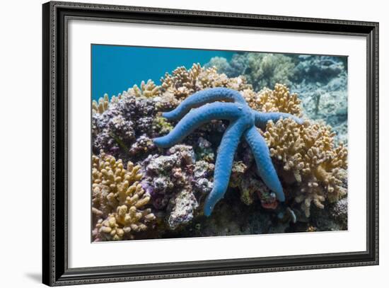 Blue Starfish (Linckia Laevigata) Malaysia-Georgette Douwma-Framed Photographic Print
