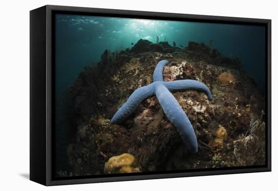 Blue Starfish on a Coral Reef (Linckia Laevigata), Alam Batu, Bali, Indonesia-Reinhard Dirscherl-Framed Premier Image Canvas