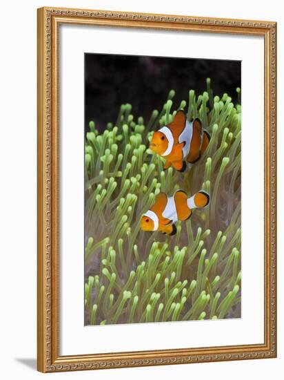 Blue Starfish on a Coral Reef (Linckia Laevigata), Alam Batu, Bali, Indonesia-Reinhard Dirscherl-Framed Photographic Print