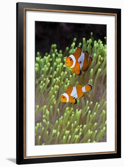 Blue Starfish on a Coral Reef (Linckia Laevigata), Alam Batu, Bali, Indonesia-Reinhard Dirscherl-Framed Photographic Print