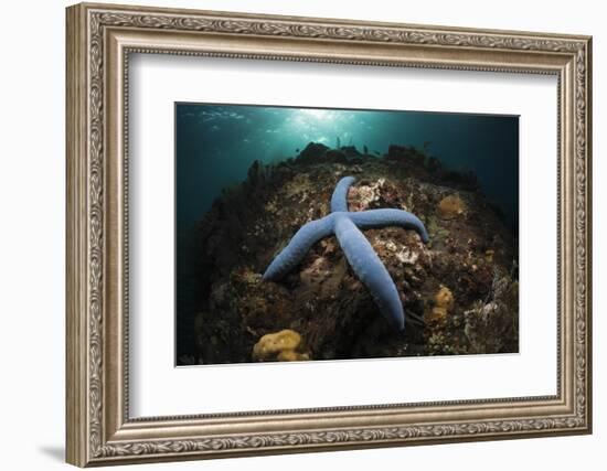 Blue Starfish on a Coral Reef (Linckia Laevigata), Alam Batu, Bali, Indonesia-Reinhard Dirscherl-Framed Photographic Print