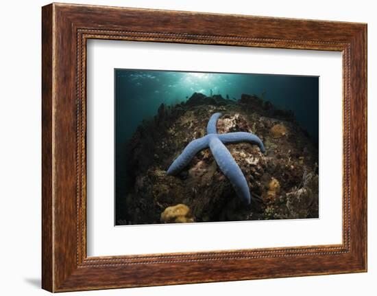 Blue Starfish on a Coral Reef (Linckia Laevigata), Alam Batu, Bali, Indonesia-Reinhard Dirscherl-Framed Photographic Print