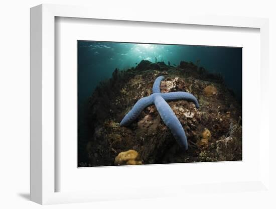 Blue Starfish on a Coral Reef (Linckia Laevigata), Alam Batu, Bali, Indonesia-Reinhard Dirscherl-Framed Photographic Print