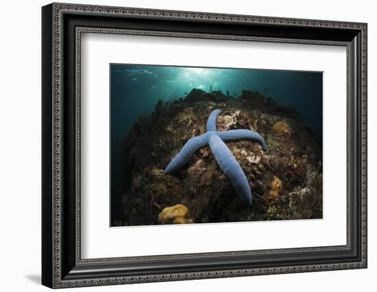 Blue Starfish on a Coral Reef (Linckia Laevigata), Alam Batu, Bali, Indonesia-Reinhard Dirscherl-Framed Photographic Print