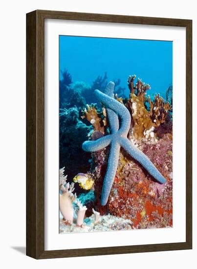 Blue Starfish-Georgette Douwma-Framed Photographic Print