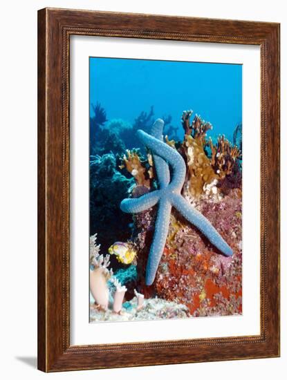 Blue Starfish-Georgette Douwma-Framed Photographic Print