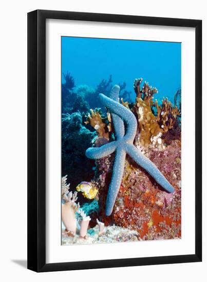 Blue Starfish-Georgette Douwma-Framed Photographic Print