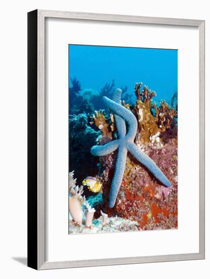 Blue Starfish-Georgette Douwma-Framed Photographic Print