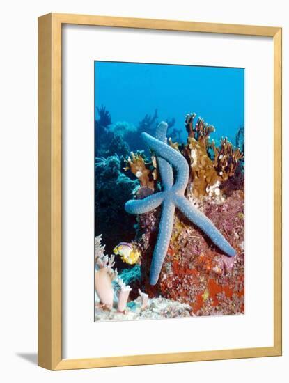 Blue Starfish-Georgette Douwma-Framed Photographic Print