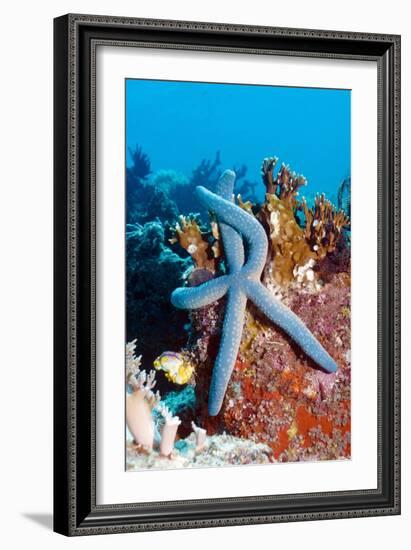 Blue Starfish-Georgette Douwma-Framed Photographic Print