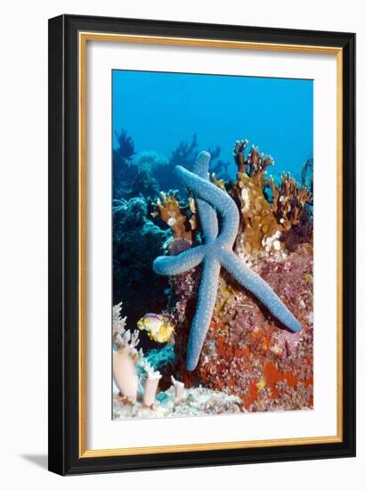 Blue Starfish-Georgette Douwma-Framed Photographic Print