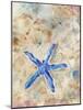 Blue Starfish-LuAnn Roberto-Mounted Art Print