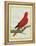 Blue-Streaked Lory-Georges-Louis Buffon-Framed Premier Image Canvas