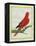 Blue-Streaked Lory-Georges-Louis Buffon-Framed Premier Image Canvas