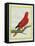 Blue-Streaked Lory-Georges-Louis Buffon-Framed Premier Image Canvas