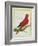 Blue-Streaked Lory-Georges-Louis Buffon-Framed Giclee Print