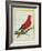 Blue-Streaked Lory-Georges-Louis Buffon-Framed Giclee Print