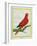 Blue-Streaked Lory-Georges-Louis Buffon-Framed Giclee Print