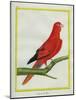 Blue-Streaked Lory-Georges-Louis Buffon-Mounted Giclee Print