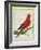 Blue-Streaked Lory-Georges-Louis Buffon-Framed Giclee Print