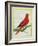 Blue-Streaked Lory-Georges-Louis Buffon-Framed Giclee Print