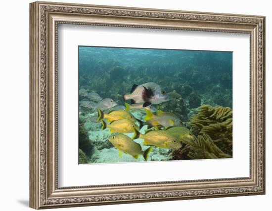 Blue Striped Grunt and Black Margate and Mahogany Snapper, Hol Chan Marine Reserve, Belize-Pete Oxford-Framed Photographic Print