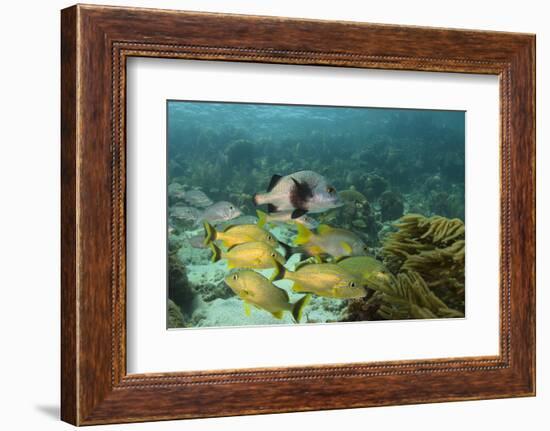 Blue Striped Grunt and Black Margate and Mahogany Snapper, Hol Chan Marine Reserve, Belize-Pete Oxford-Framed Photographic Print