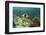 Blue Striped Grunt and Black Margate and Mahogany Snapper, Hol Chan Marine Reserve, Belize-Pete Oxford-Framed Photographic Print