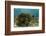 Blue Striped Grunt and Yellowhead Wrasse, Hol Chan Marine Reserve, Belize-Pete Oxford-Framed Photographic Print