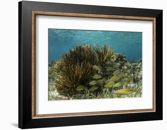 Blue Striped Grunt and Yellowhead Wrasse, Hol Chan Marine Reserve, Belize-Pete Oxford-Framed Photographic Print