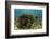 Blue Striped Grunt and Yellowhead Wrasse, Hol Chan Marine Reserve, Belize-Pete Oxford-Framed Photographic Print