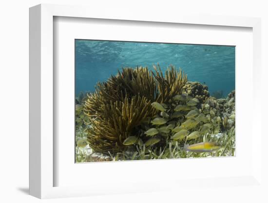 Blue Striped Grunt and Yellowhead Wrasse, Hol Chan Marine Reserve, Belize-Pete Oxford-Framed Photographic Print