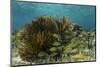 Blue Striped Grunt and Yellowhead Wrasse, Hol Chan Marine Reserve, Belize-Pete Oxford-Mounted Photographic Print