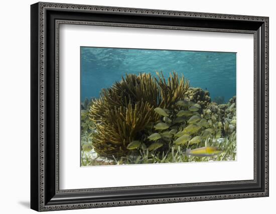 Blue Striped Grunt and Yellowhead Wrasse, Hol Chan Marine Reserve, Belize-Pete Oxford-Framed Photographic Print