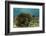 Blue Striped Grunt and Yellowhead Wrasse, Hol Chan Marine Reserve, Belize-Pete Oxford-Framed Photographic Print