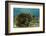 Blue Striped Grunt and Yellowhead Wrasse, Hol Chan Marine Reserve, Belize-Pete Oxford-Framed Photographic Print