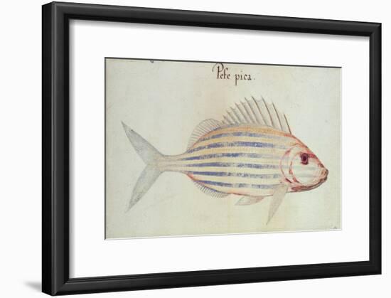 Blue Striped Grunt Fish-John White-Framed Giclee Print