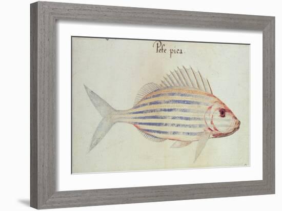 Blue Striped Grunt Fish-John White-Framed Giclee Print