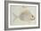 Blue Striped Grunt Fish-John White-Framed Giclee Print