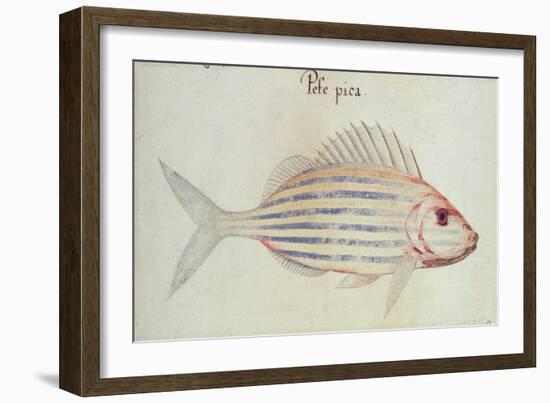Blue Striped Grunt Fish-John White-Framed Giclee Print