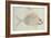 Blue Striped Grunt Fish-John White-Framed Giclee Print