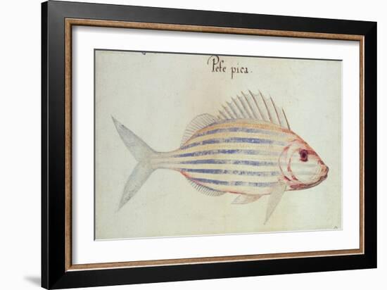 Blue Striped Grunt Fish-John White-Framed Giclee Print