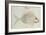 Blue Striped Grunt Fish-John White-Framed Giclee Print