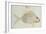 Blue Striped Grunt Fish-John White-Framed Giclee Print