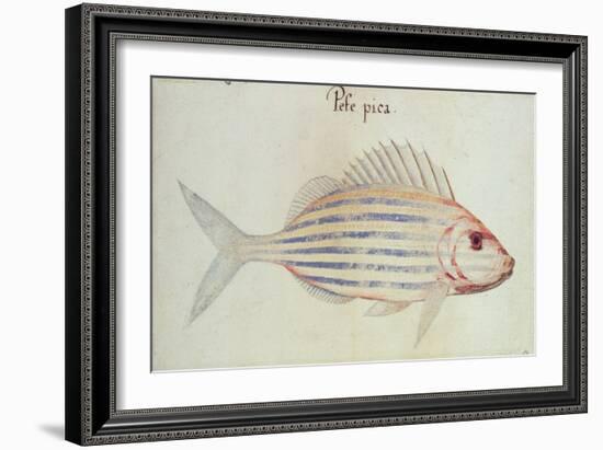 Blue Striped Grunt Fish-John White-Framed Giclee Print