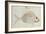 Blue Striped Grunt Fish-John White-Framed Giclee Print