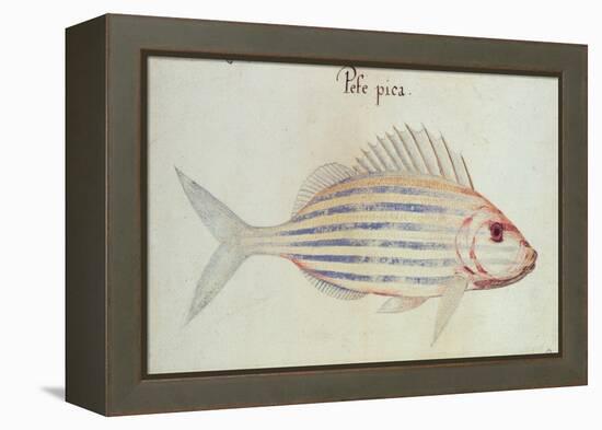 Blue Striped Grunt Fish-John White-Framed Premier Image Canvas