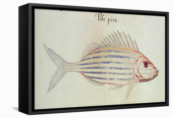 Blue Striped Grunt Fish-John White-Framed Premier Image Canvas